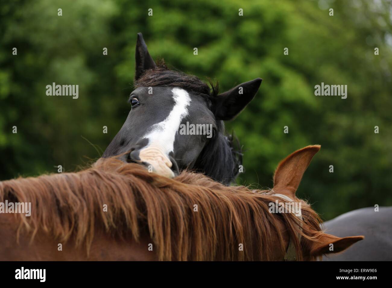 Pferde-paar Pflege Stockfoto