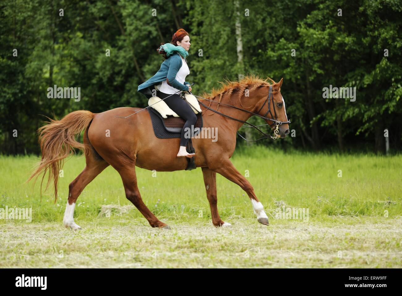 akademische Reiten Stockfoto