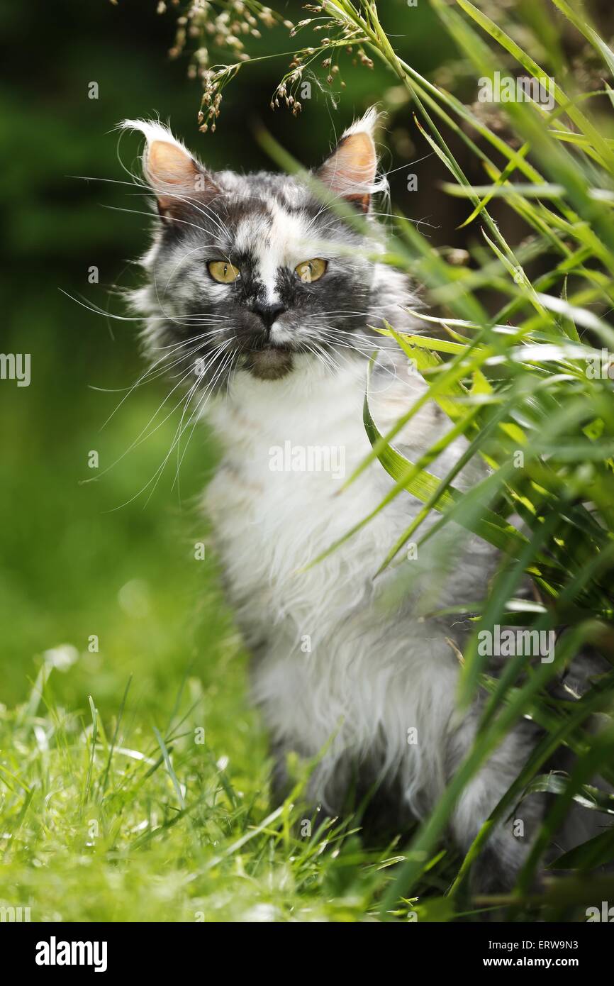 Schwarz-Tortie-Smoke-White Maine Coon Stockfoto