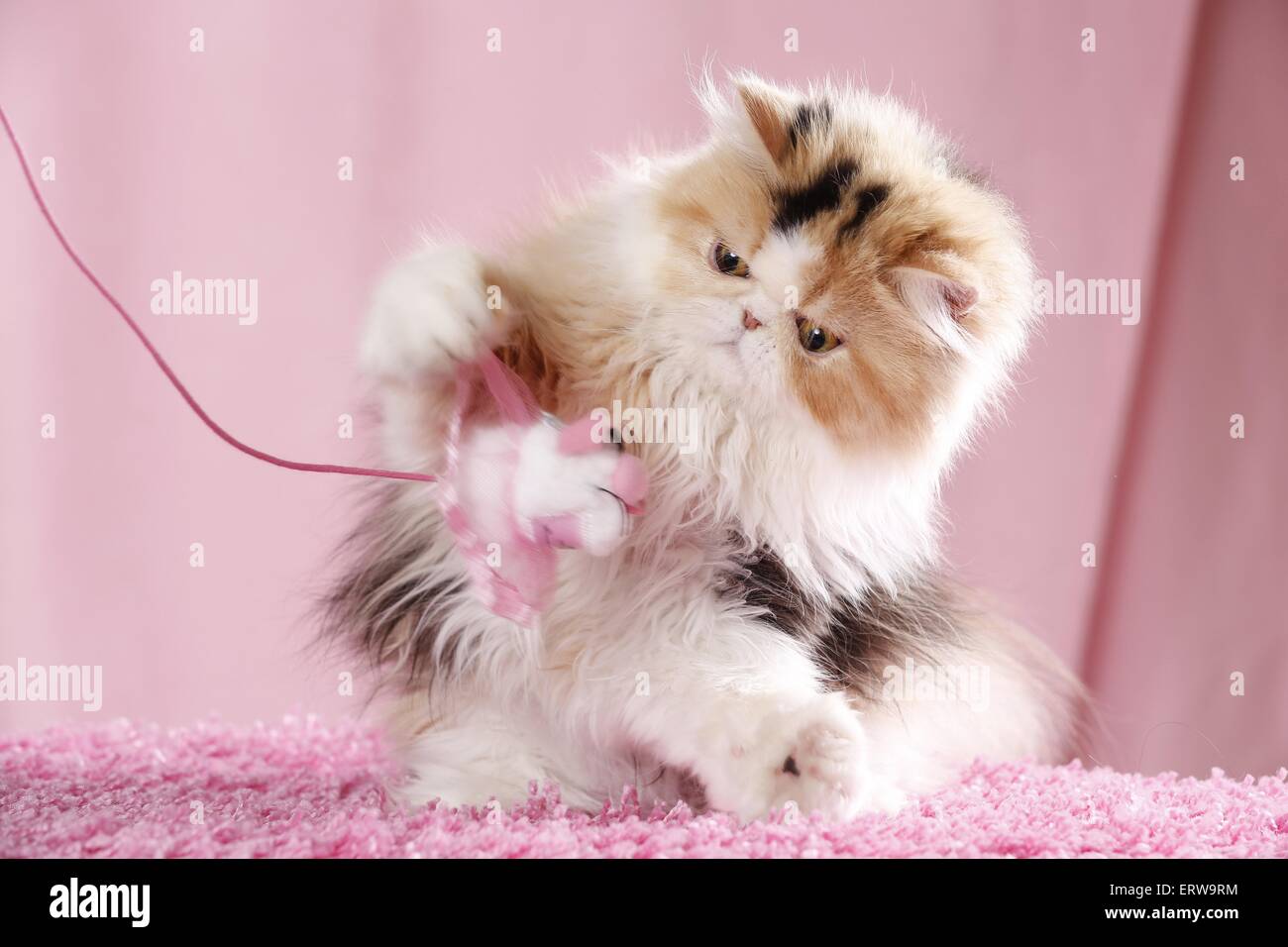 Persische Katze spielen Stockfoto