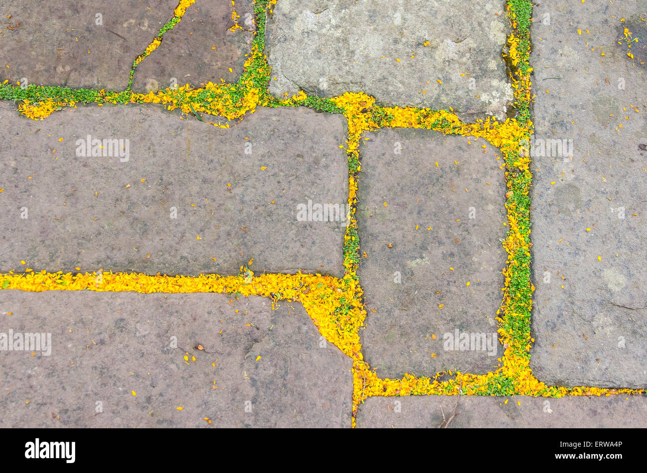 Alte steinerne Gehweg in England mit gefallenen gelben Blütenblättern und kleine Blätter Stockfoto