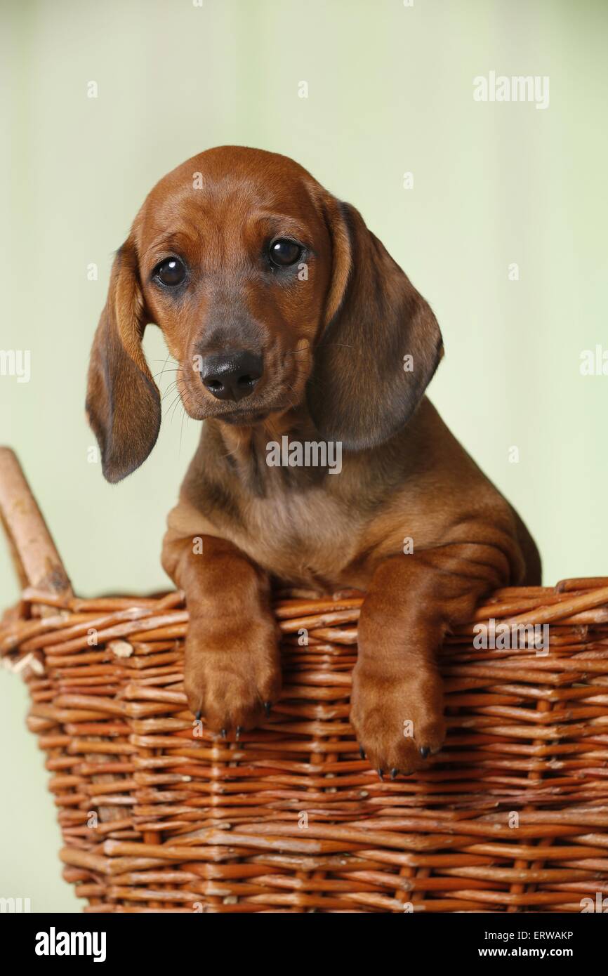 Kurzhaar Dackel Welpen Stockfoto