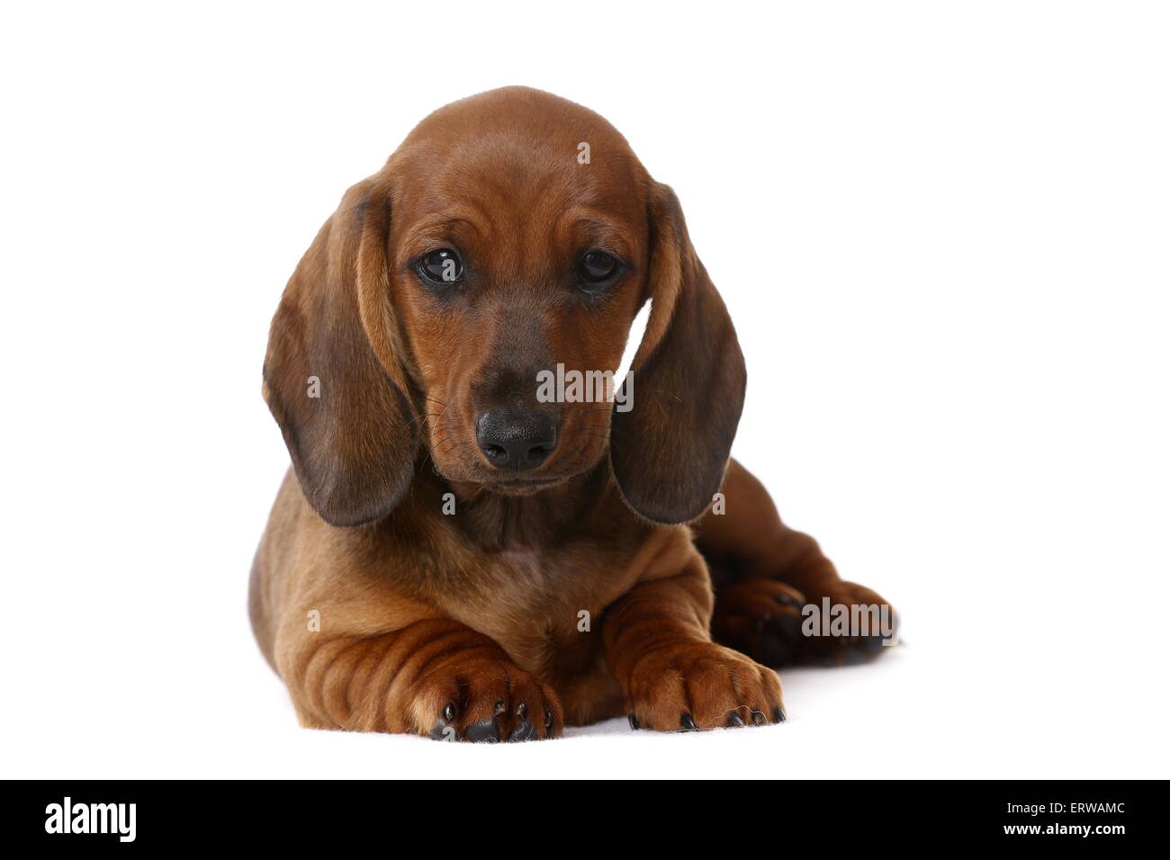 Kurzhaar Dackel Welpen Stockfoto