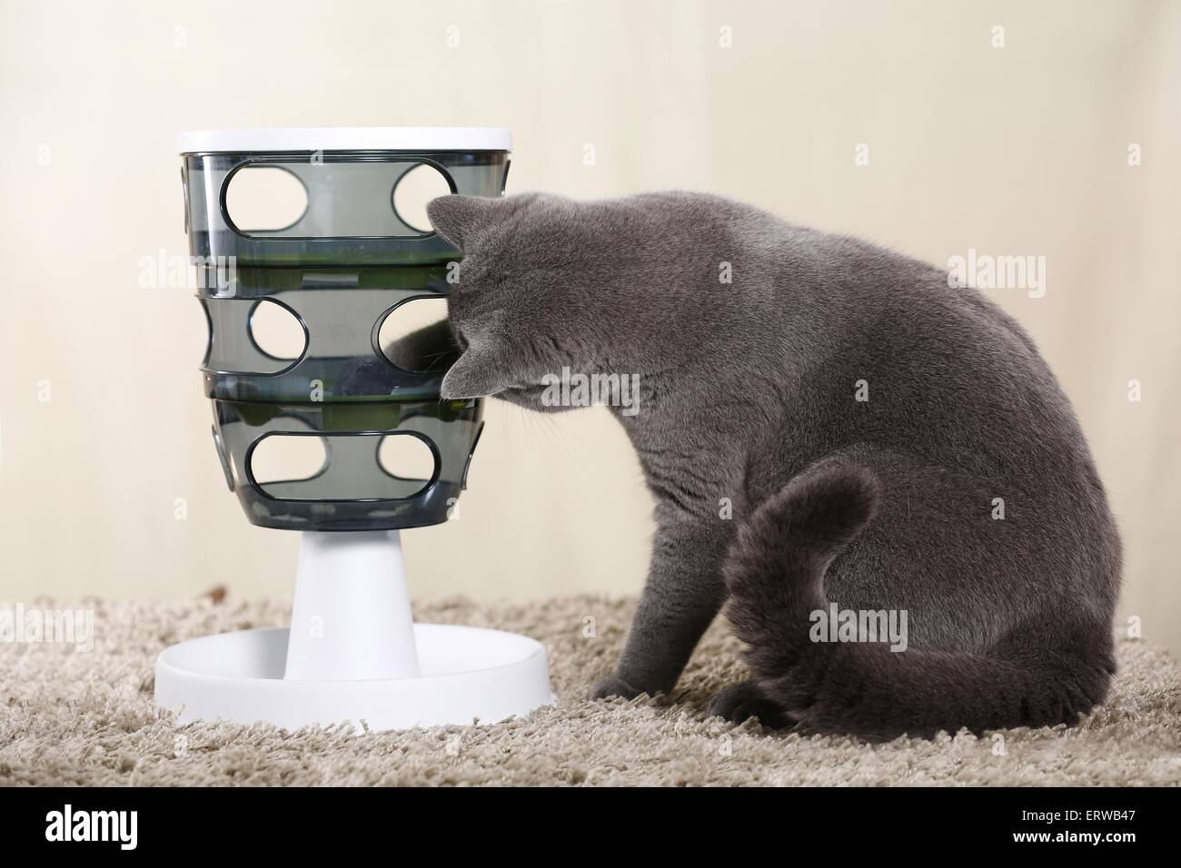 spielen Britisch Kurzhaar Stockfoto