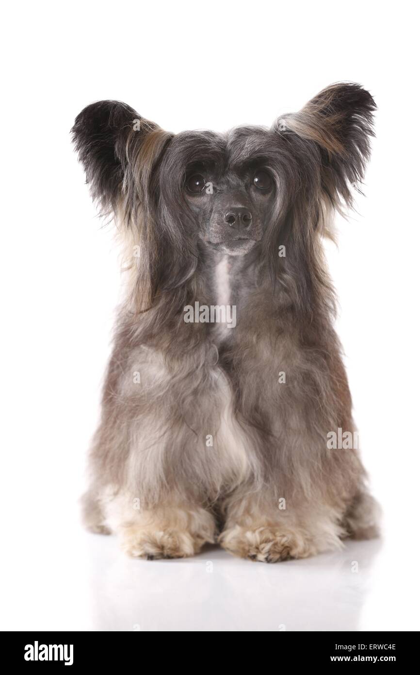 Chinese Crested Dog Puderquaste sitzen Stockfoto