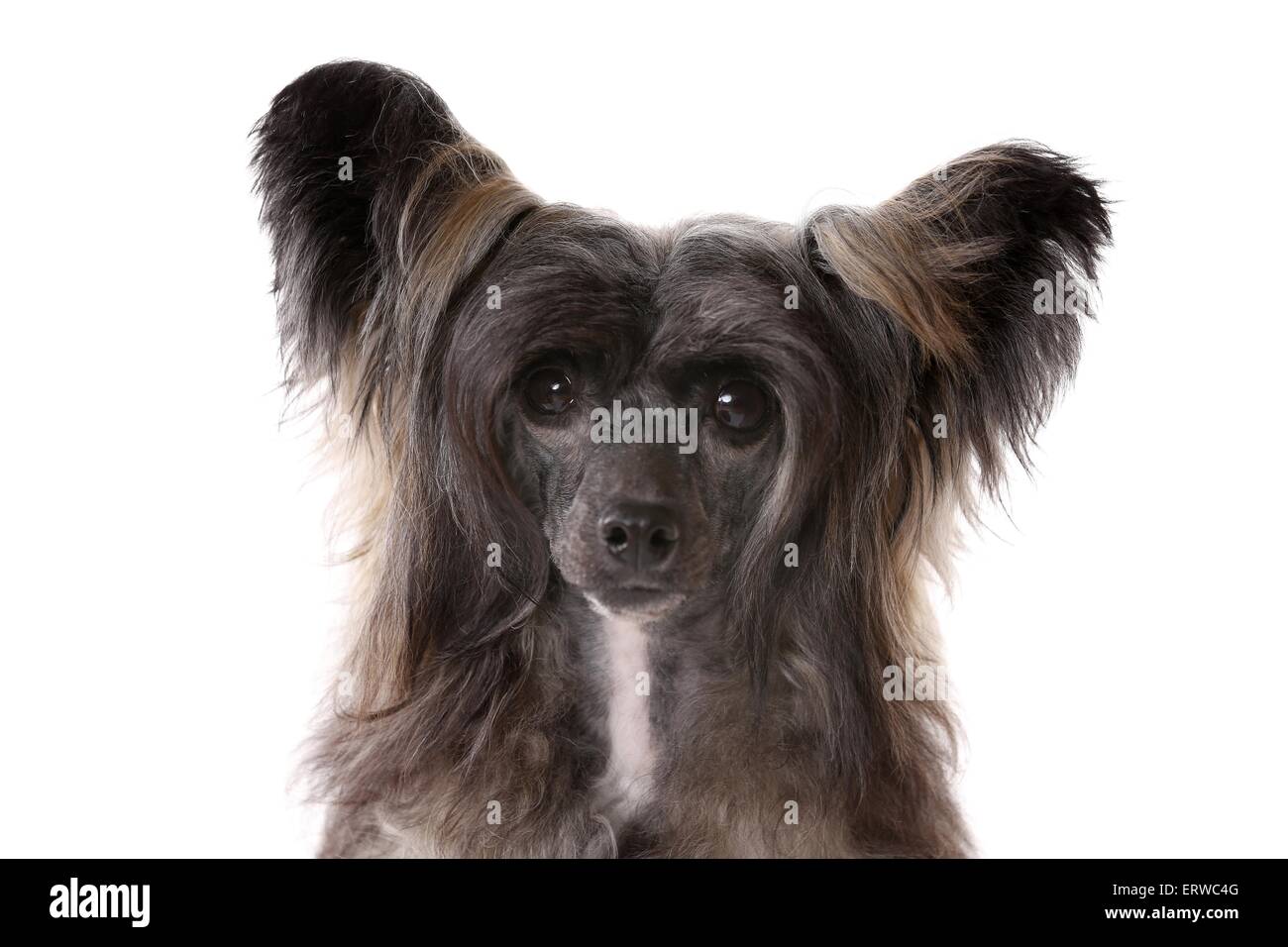 Chinesischer Schopfhund Puderquaste Portrait Stockfoto