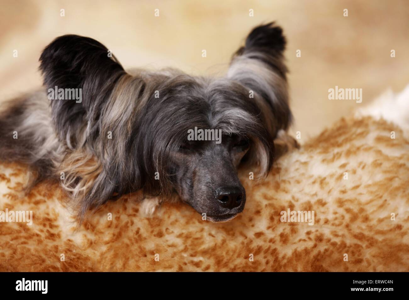 Chinese Crested Dog Puderquaste schlafen Stockfoto