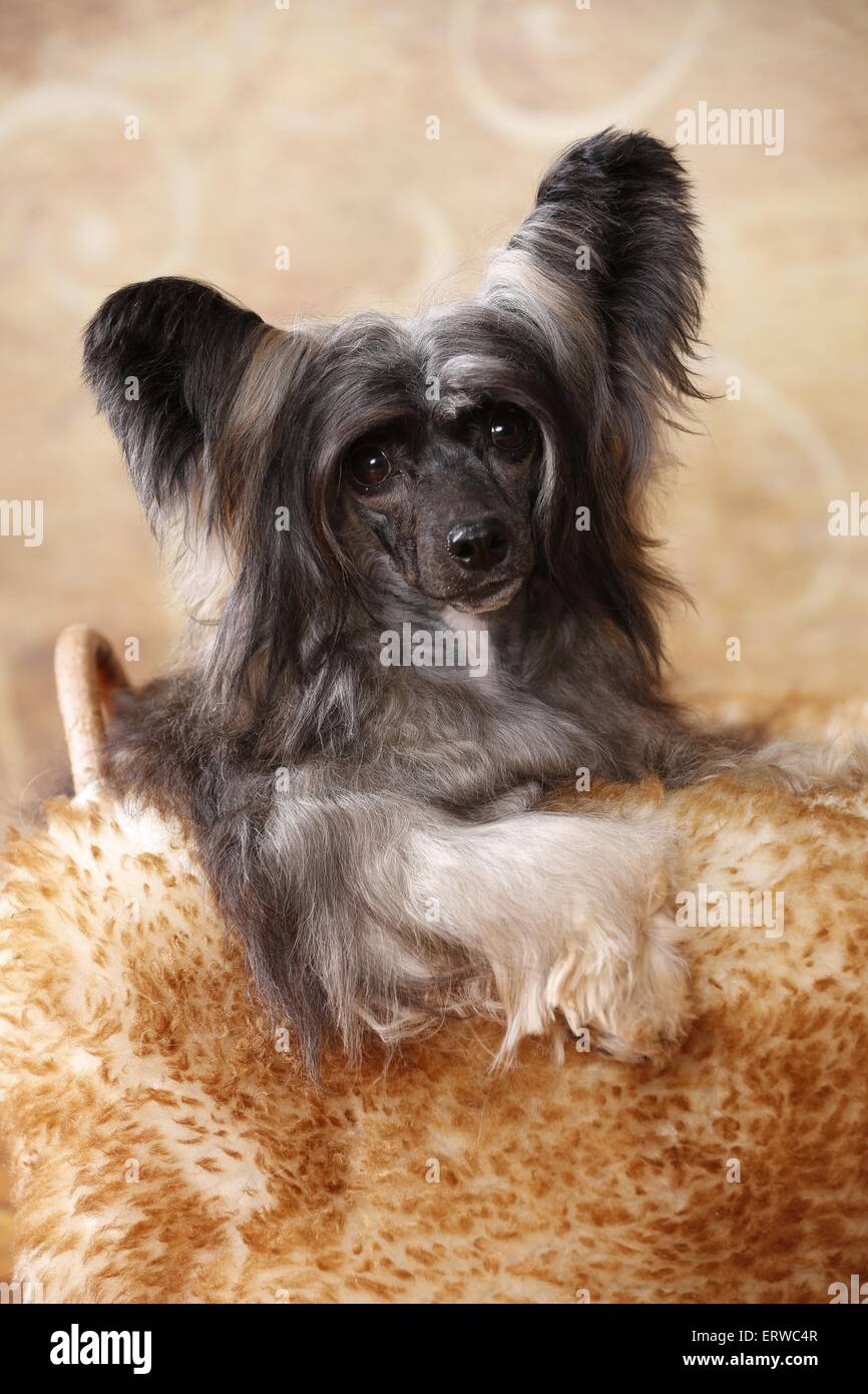 Chinesischer Schopfhund Puderquaste Stockfoto