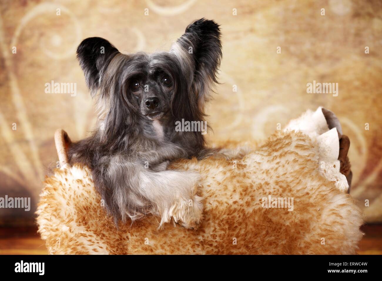 Chinesischer Schopfhund Puderquaste Stockfoto