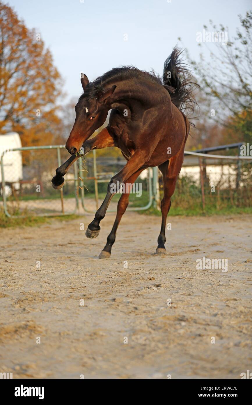 junge Deutsche Sportpferd Stockfoto