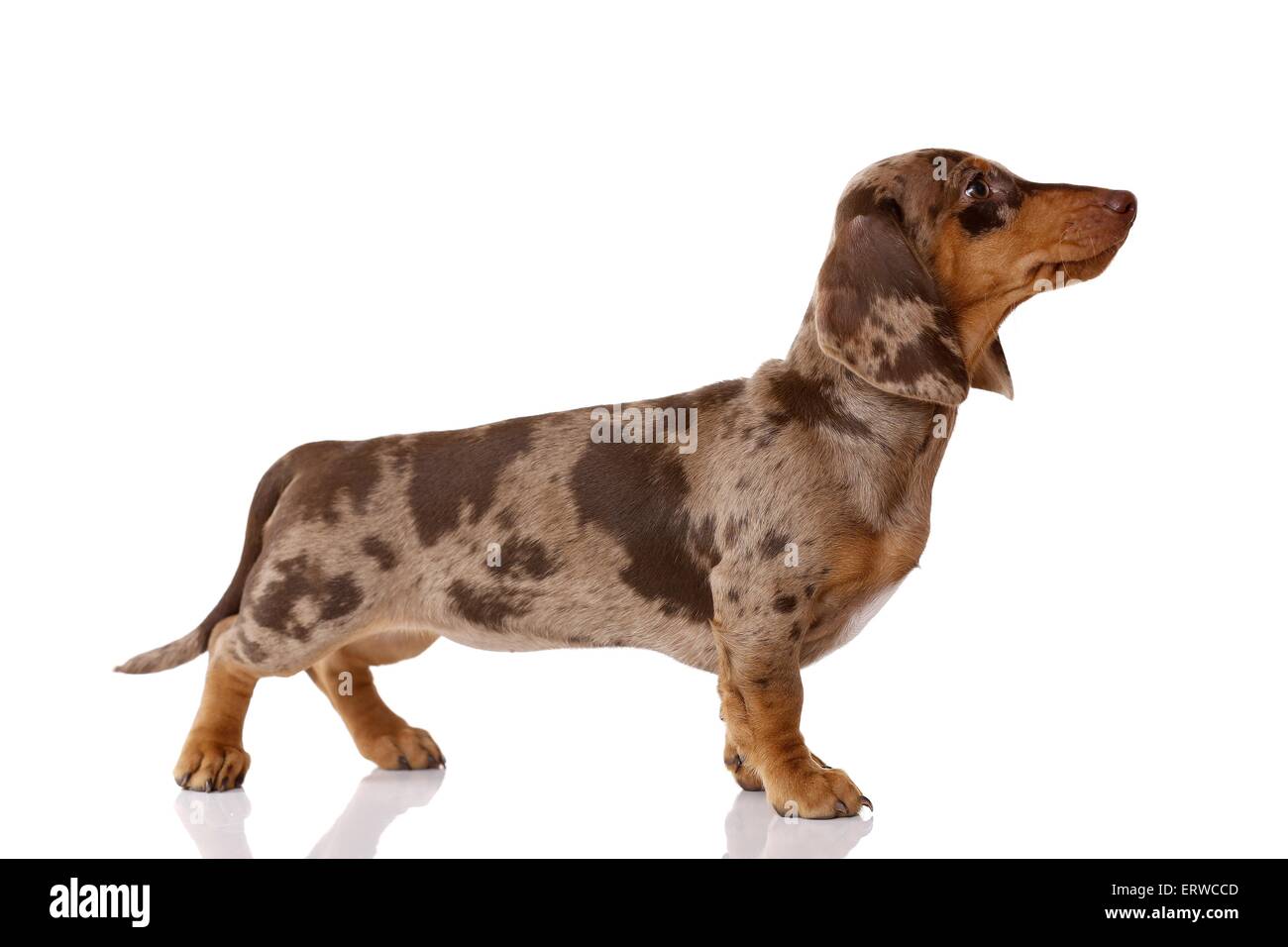 Dackel Welpen Stockfoto