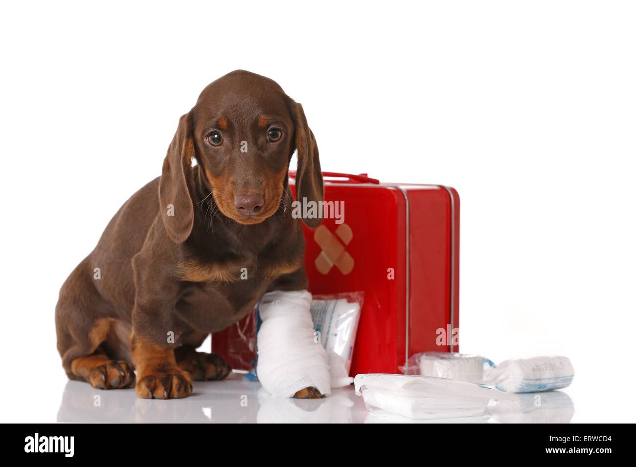 Dackel Welpen Stockfoto