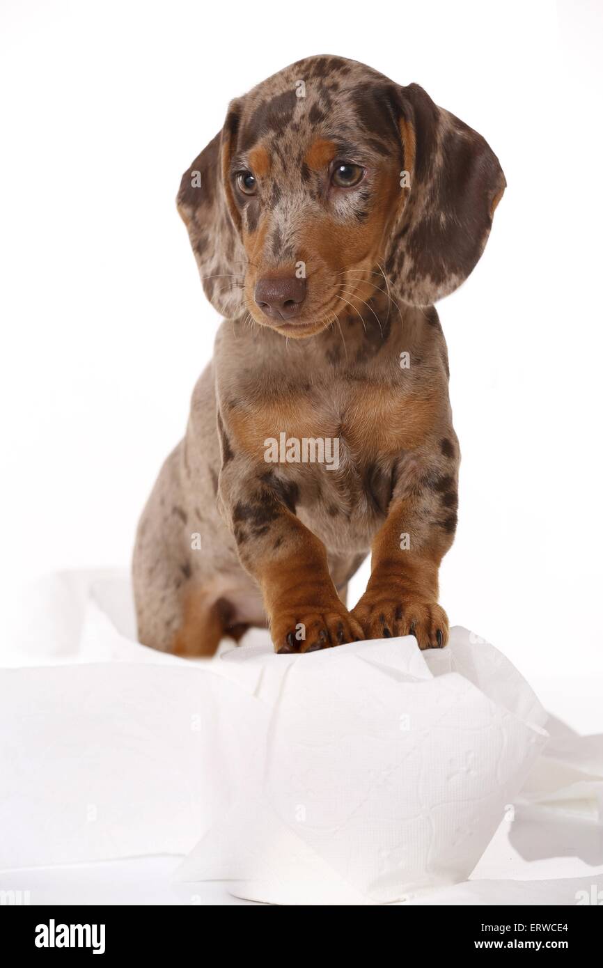 Dackel Welpen Stockfoto