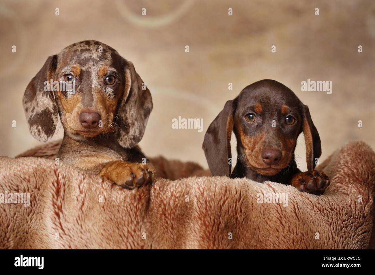 2 Dackel Welpen Stockfoto
