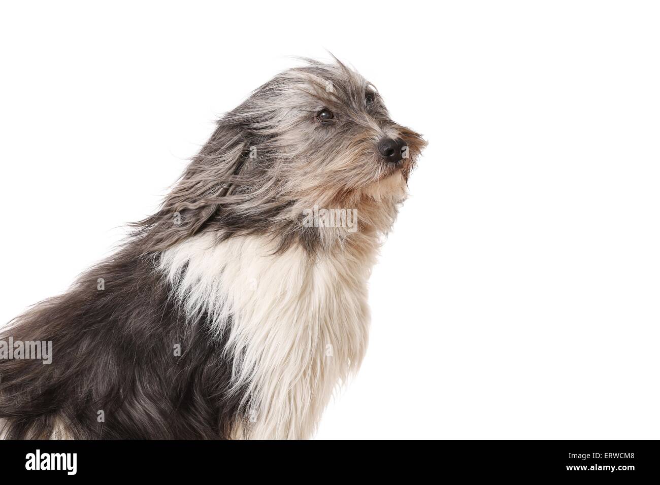 Polnischen Tiefland Sheepdog Portrait Stockfoto