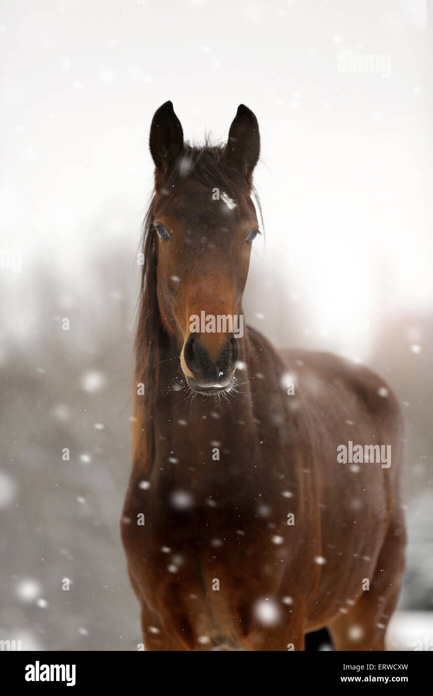 Pferd im Schneetreiben Stockfoto