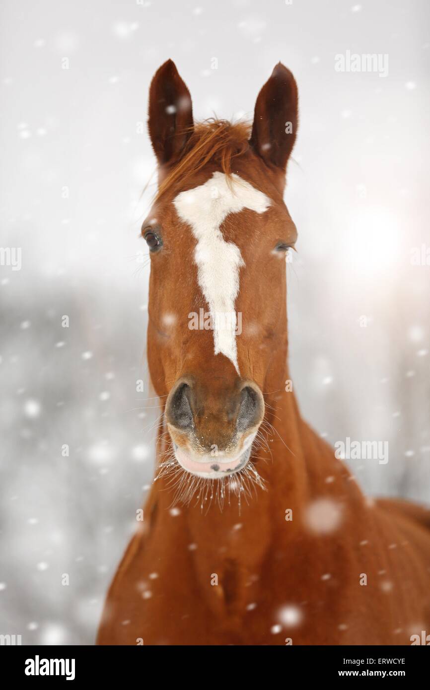 Deutsche Sportpferd im Schneetreiben Stockfoto