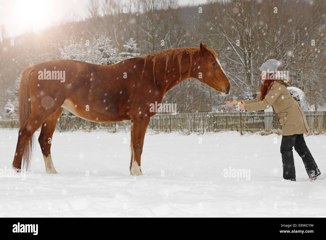Frau mit deutschen Sportpferd Stockfoto