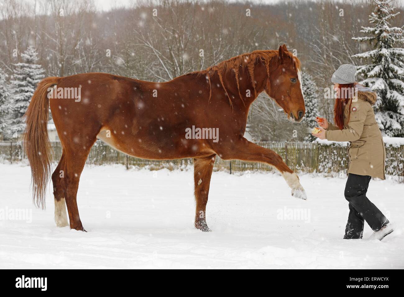 Frau mit deutschen Sportpferd Stockfoto