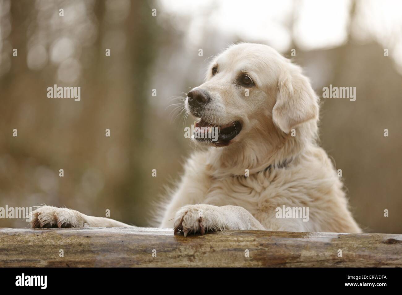Golden Retriever Stockfoto