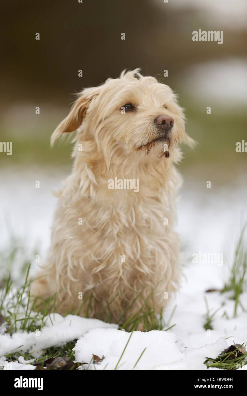 Dackel yorkshire terrier -Fotos und -Bildmaterial in hoher Auflösung – Alamy