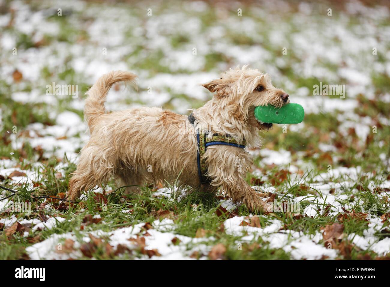 Yorkshire Terrier Dackel Stockfotos und -bilder Kaufen - Alamy