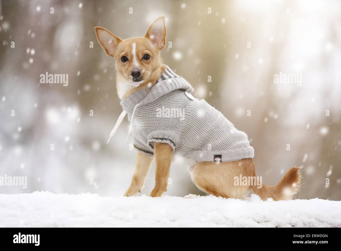 Hund im Schneetreiben Stockfoto