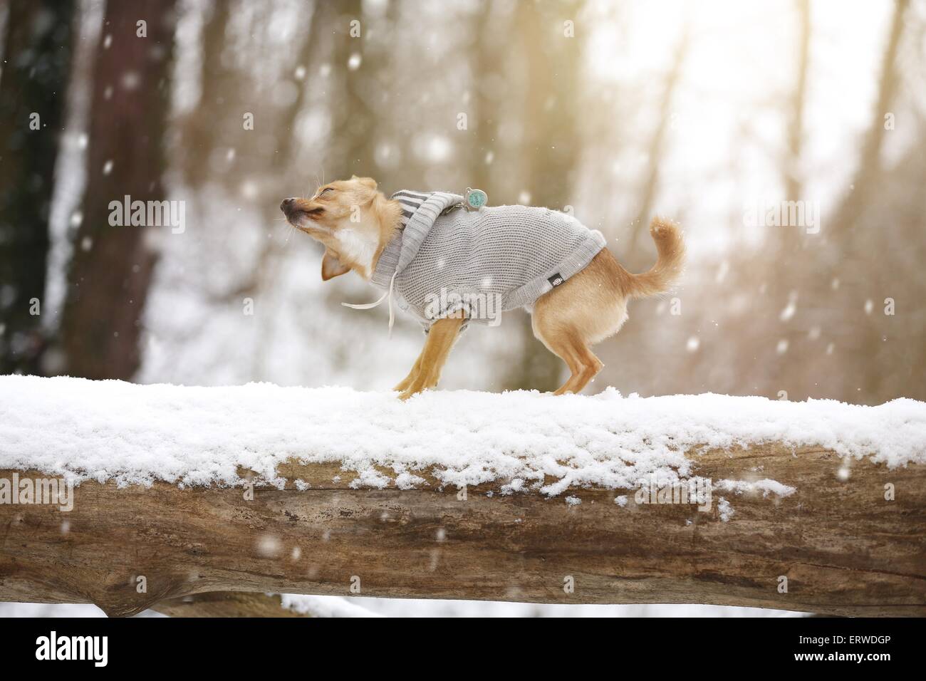 Hund im Schneetreiben Stockfoto