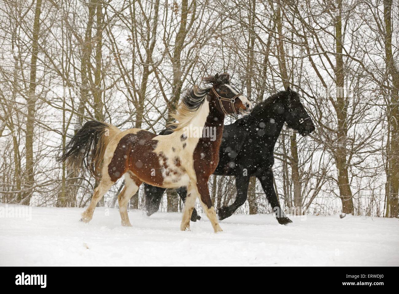 Friesische Pferd und weisen Stockfoto