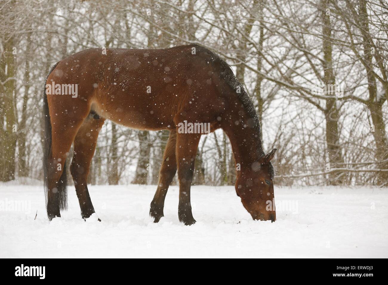 braune Pferd im Schneetreiben Stockfoto