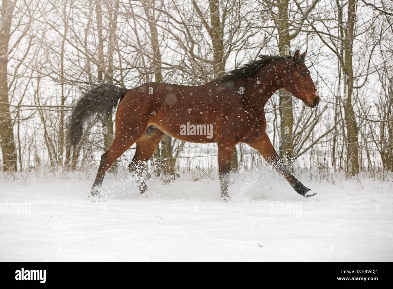 braune Pferd im Schneetreiben Stockfoto