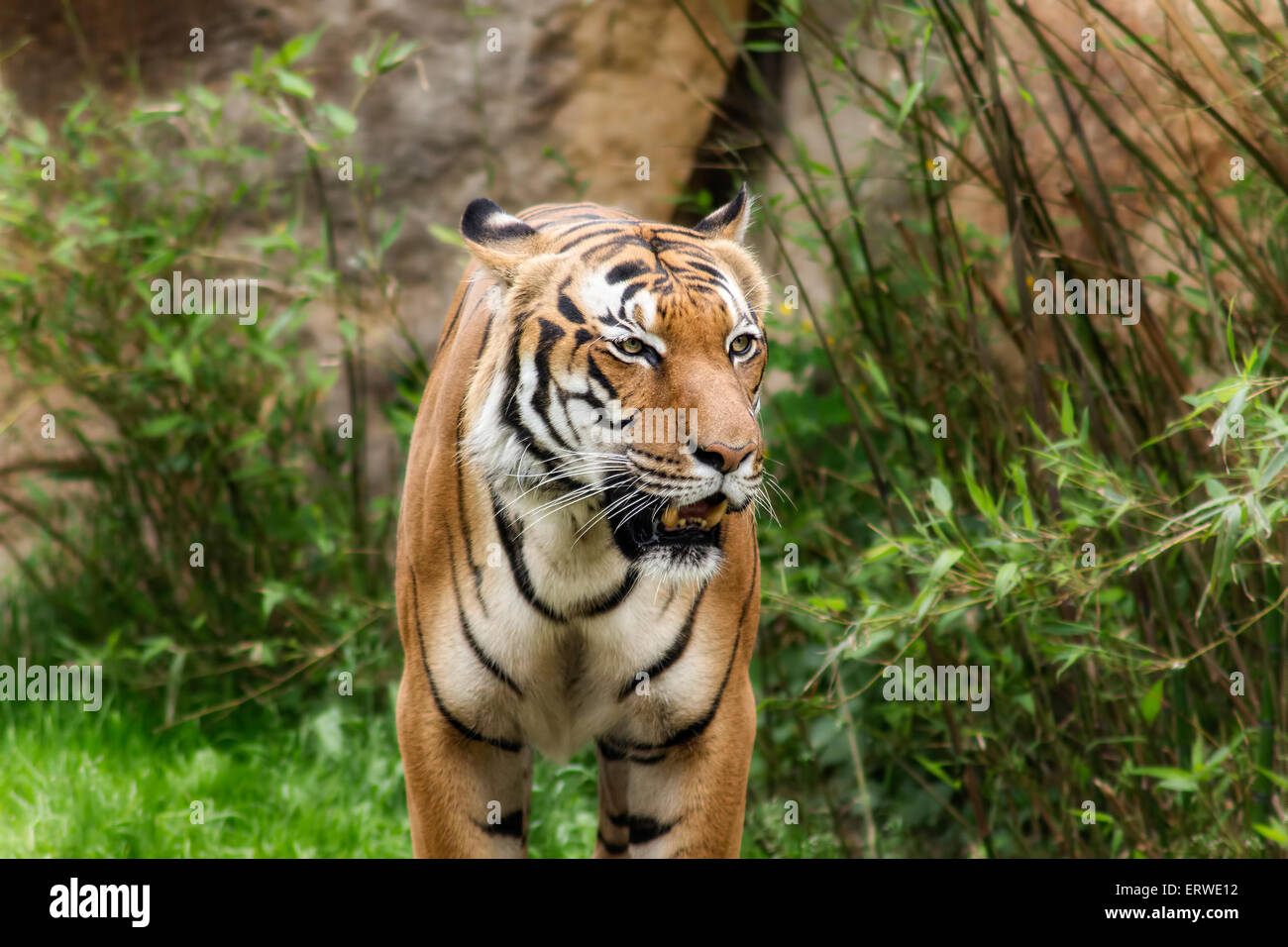 Porträt eines schönen Tigers.  Konzept der Tierwelt. Stockfoto