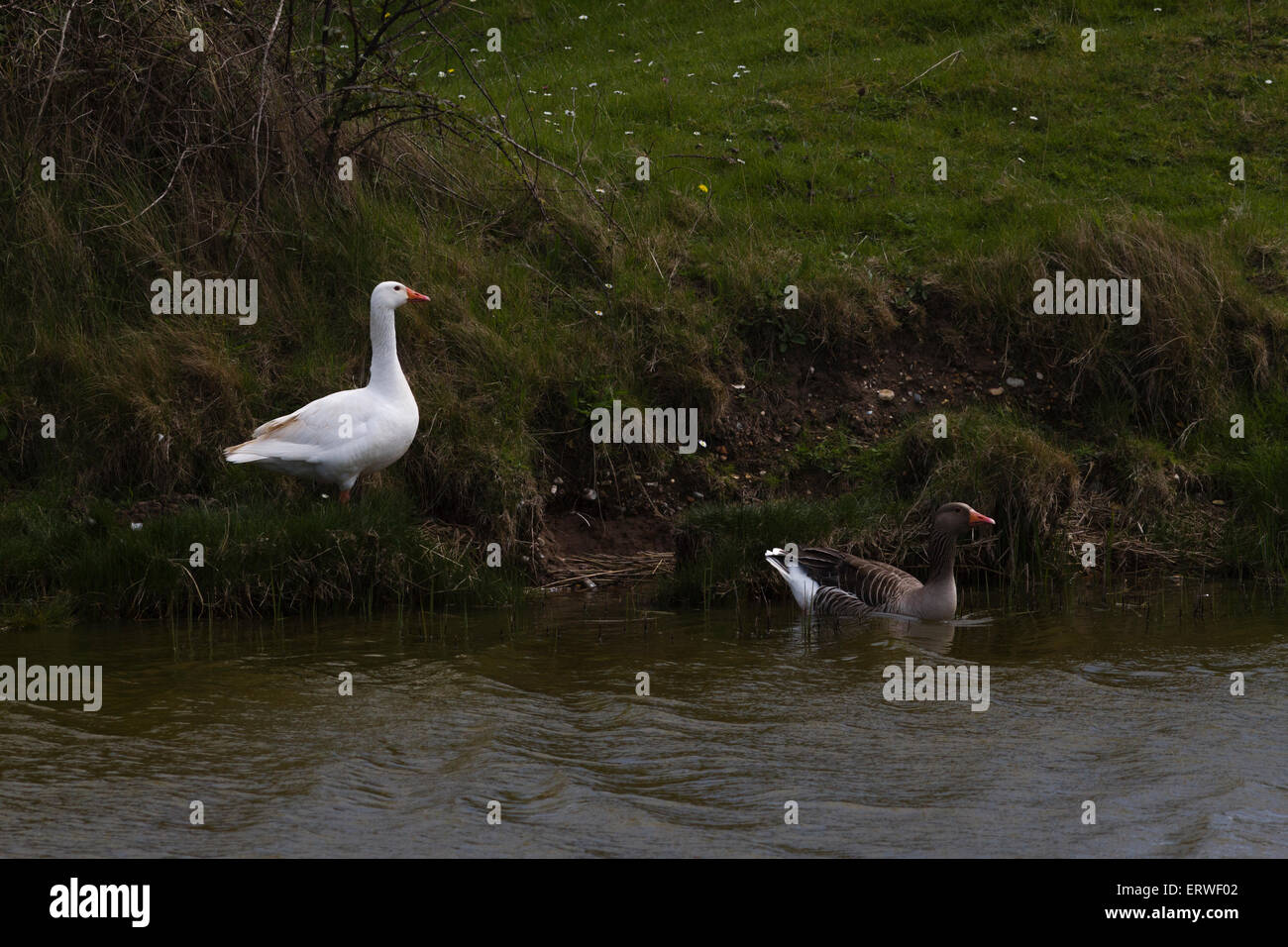Ein Paar Greylag-Gänse in Norfolk, East Anglia nahe dem Washington Gibt Es die weniger verbreitete weiße Färbung auf einem der Vögel Stockfoto