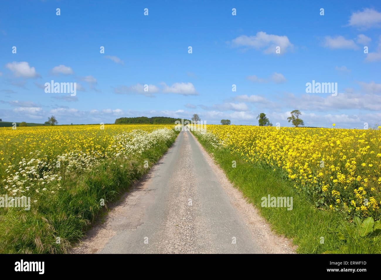 Sommerlandschaft mit einer Landstraße durch Senf oder Raps Ernten in die Yorkshire Wolds, England unter blauem Himmel Stockfoto