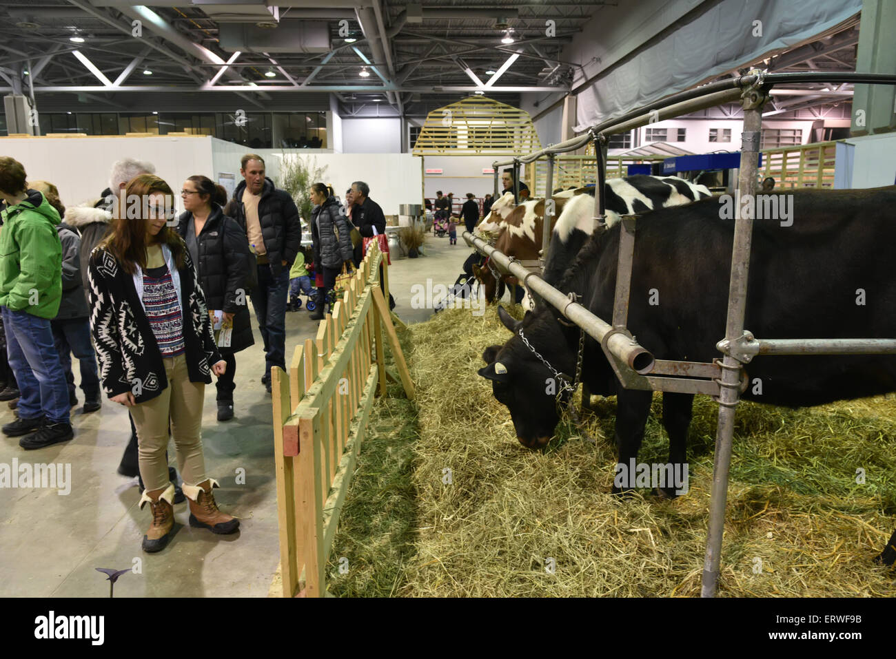 Personen an Kühe auf dem Display in einer indoor Landwirtschaftsausstellung Stockfoto