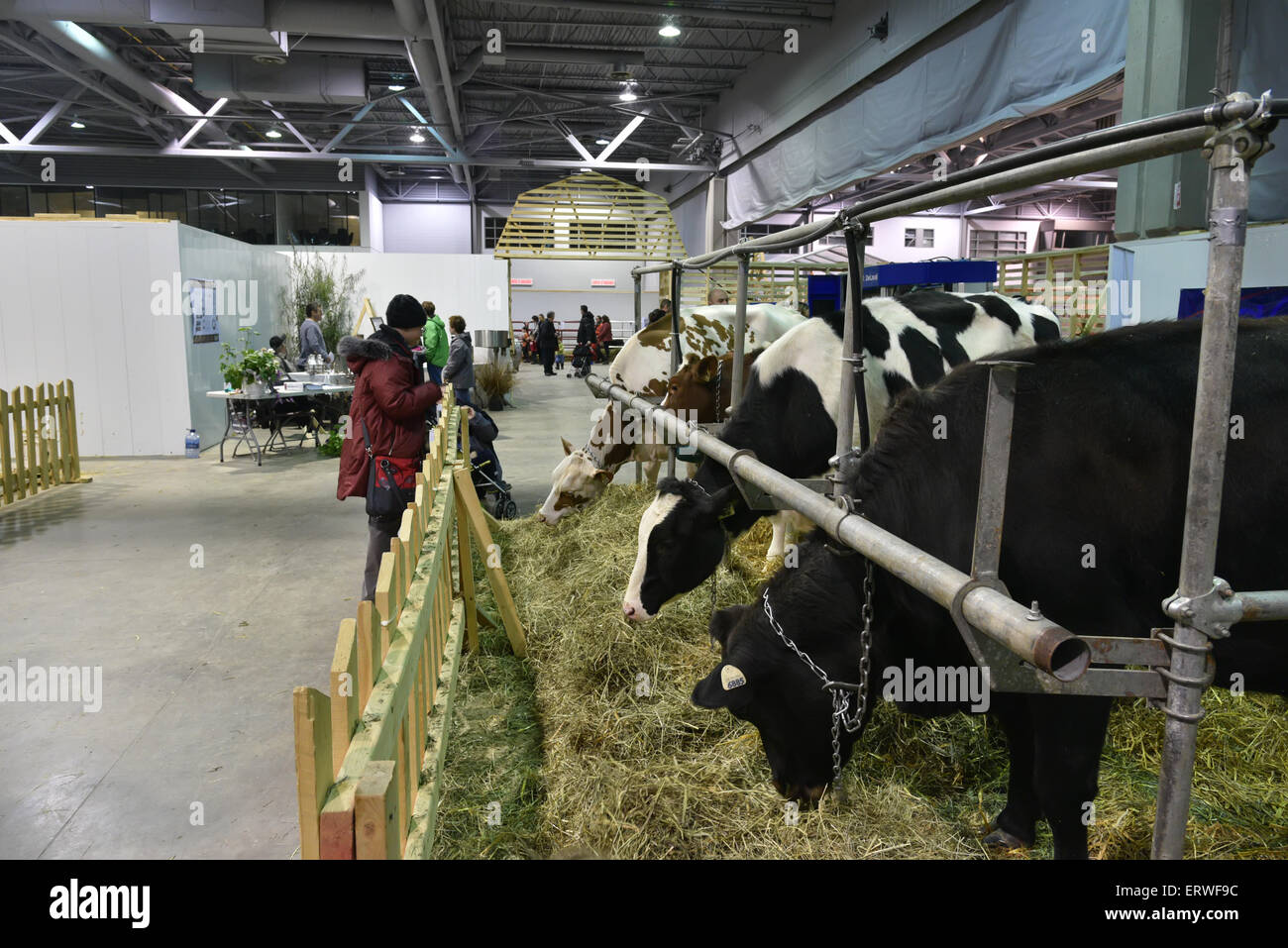 Personen an Kühe auf dem Display in einer indoor Landwirtschaftsausstellung Stockfoto