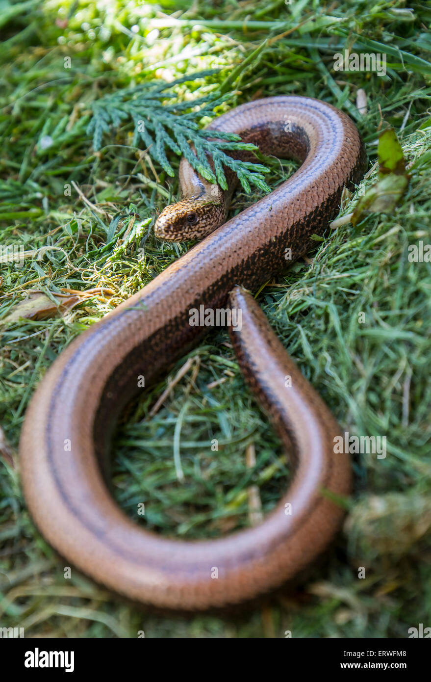 Garten Blindschleiche im Rasen Kompost Stockfotografie Alamy