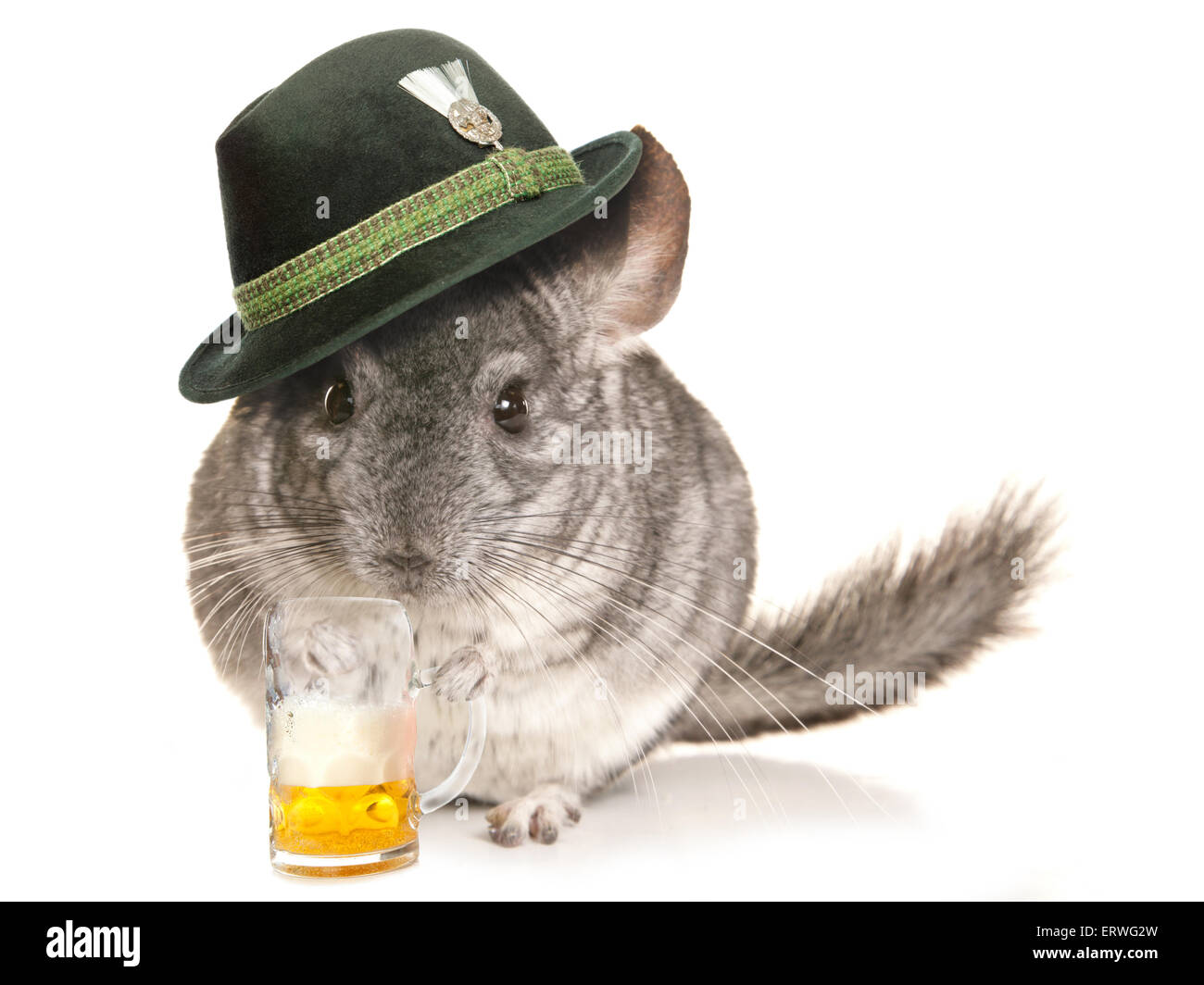 Chinchilla Bier Festival Hut mit Pint Ausschnitt Stockfoto