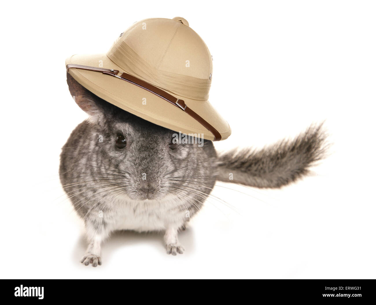 Chinchilla Explorer charakteristischen Studio Ausschnitt Stockfoto