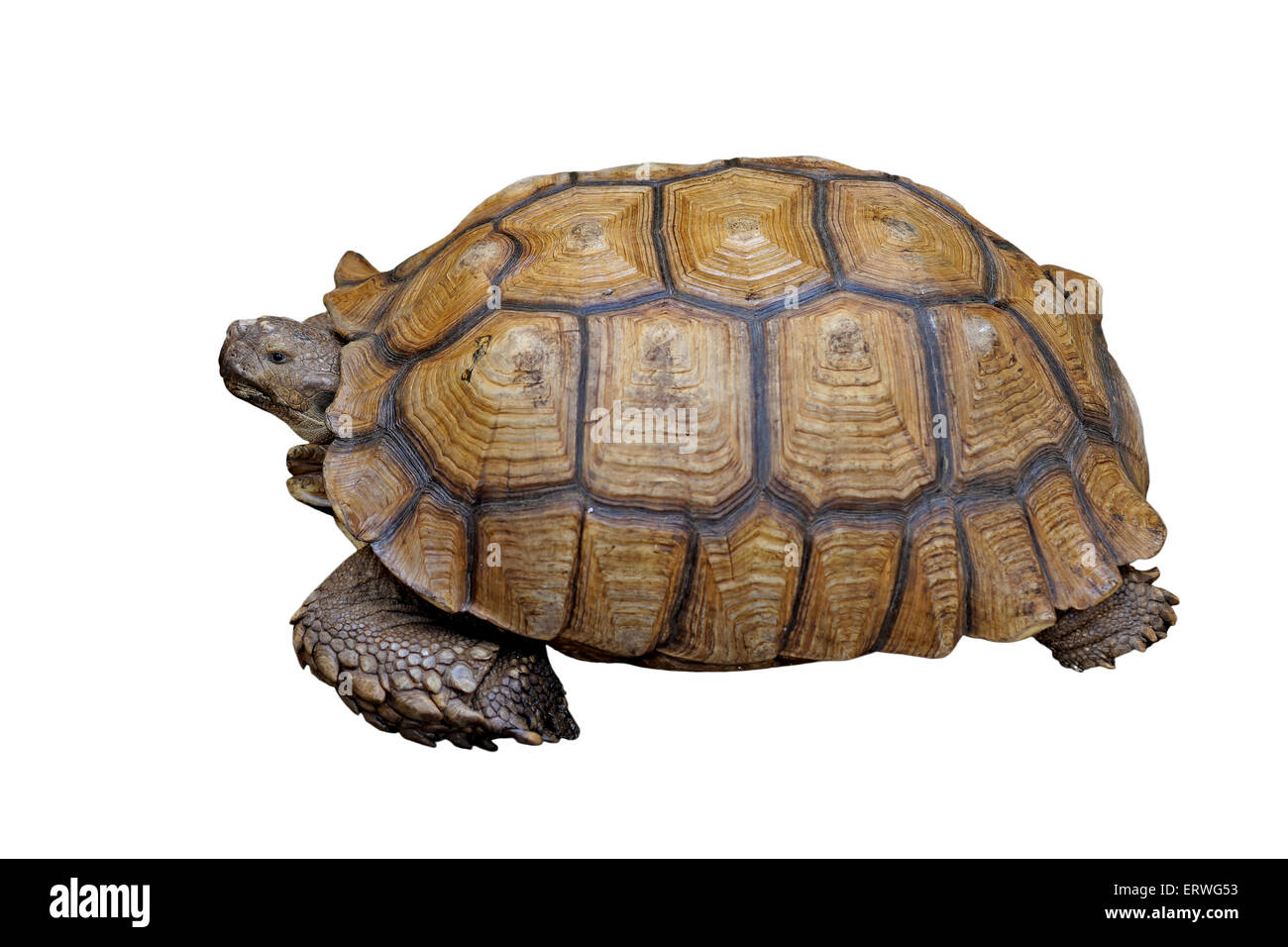 Afrikanische trieb Schildkröte oder Geochelone Sulcata isoliert auf weißem Hintergrund Stockfoto