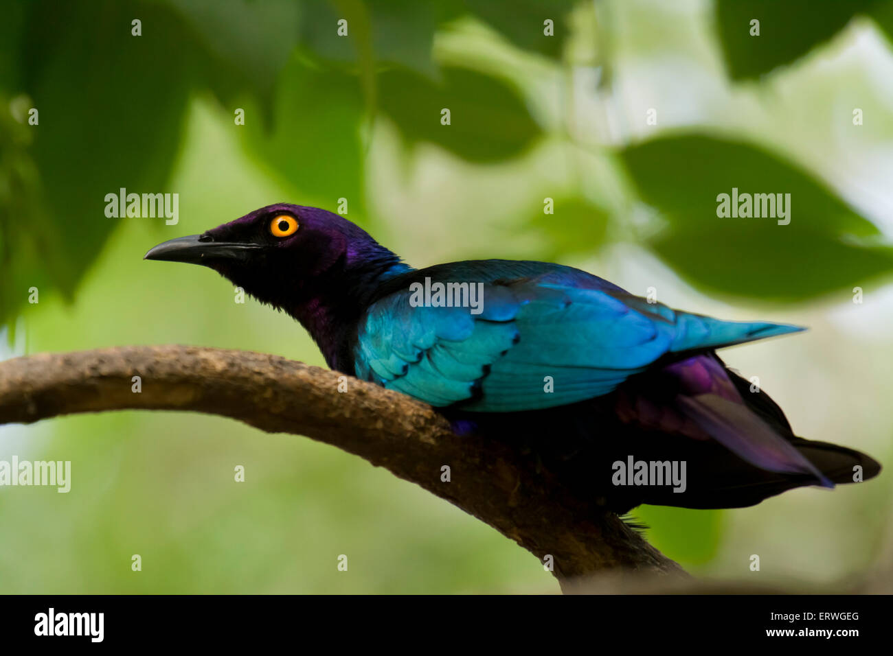 Lila glänzend Starling thront auf einem Baum Stockfoto