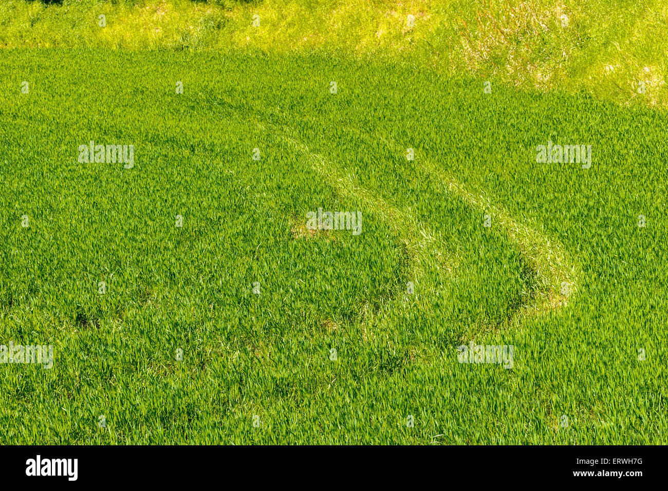 Reifenspuren hinterlassen auf dem grünen Rasen Stockfoto