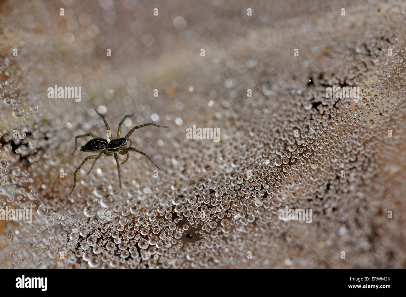 Morgen Spider Stockfoto