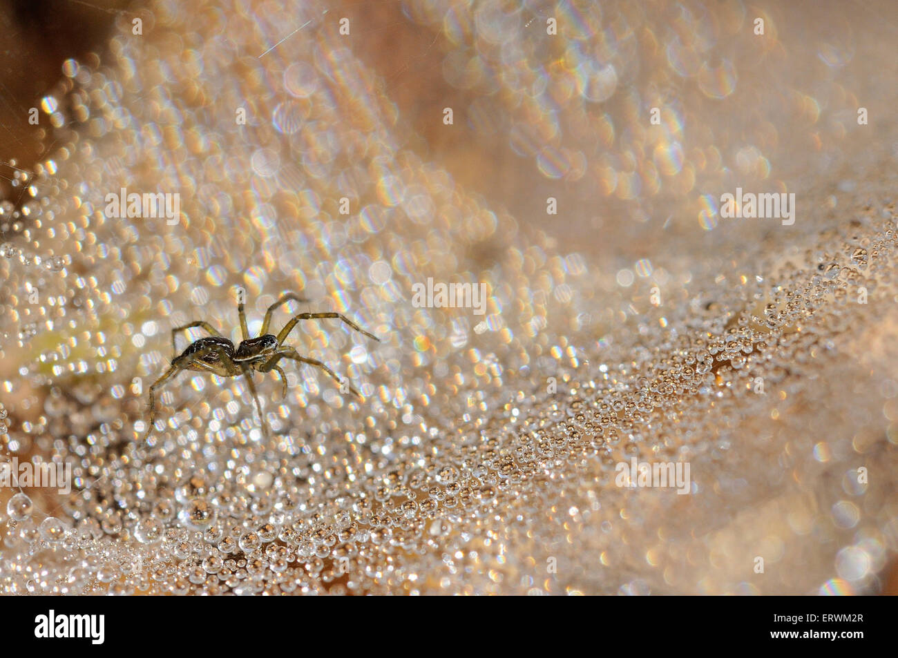 Morgen Spider Stockfoto