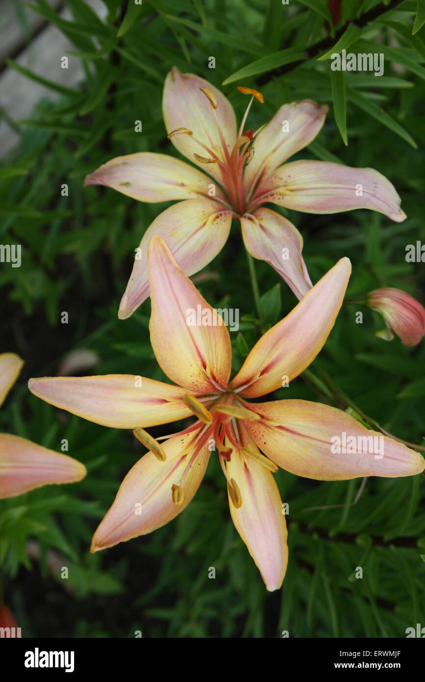 Anmutige Lilie Blumen - Lilium Stockfoto