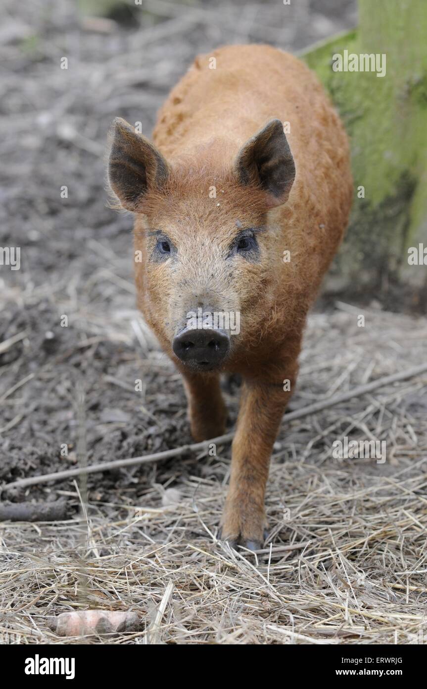 wollige Schwein Stockfoto