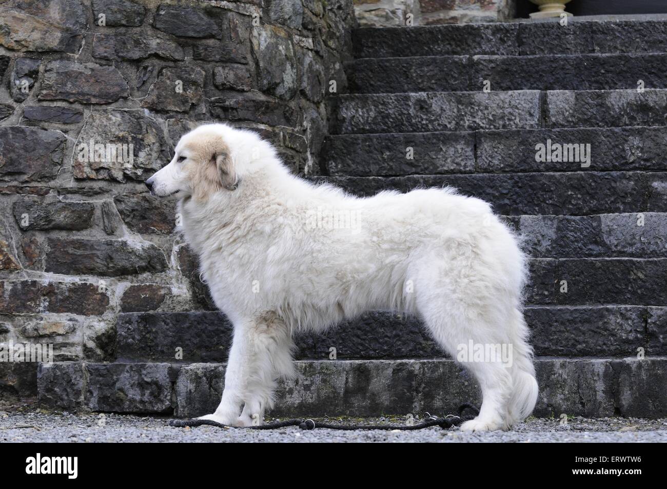 junge Pyrenäenberghund Stockfoto