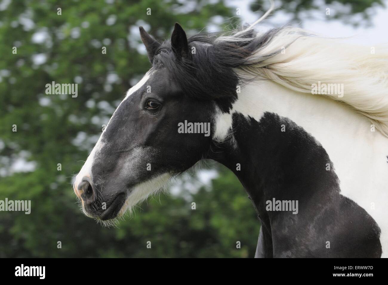 Gypsy Horse Portrait Stockfoto