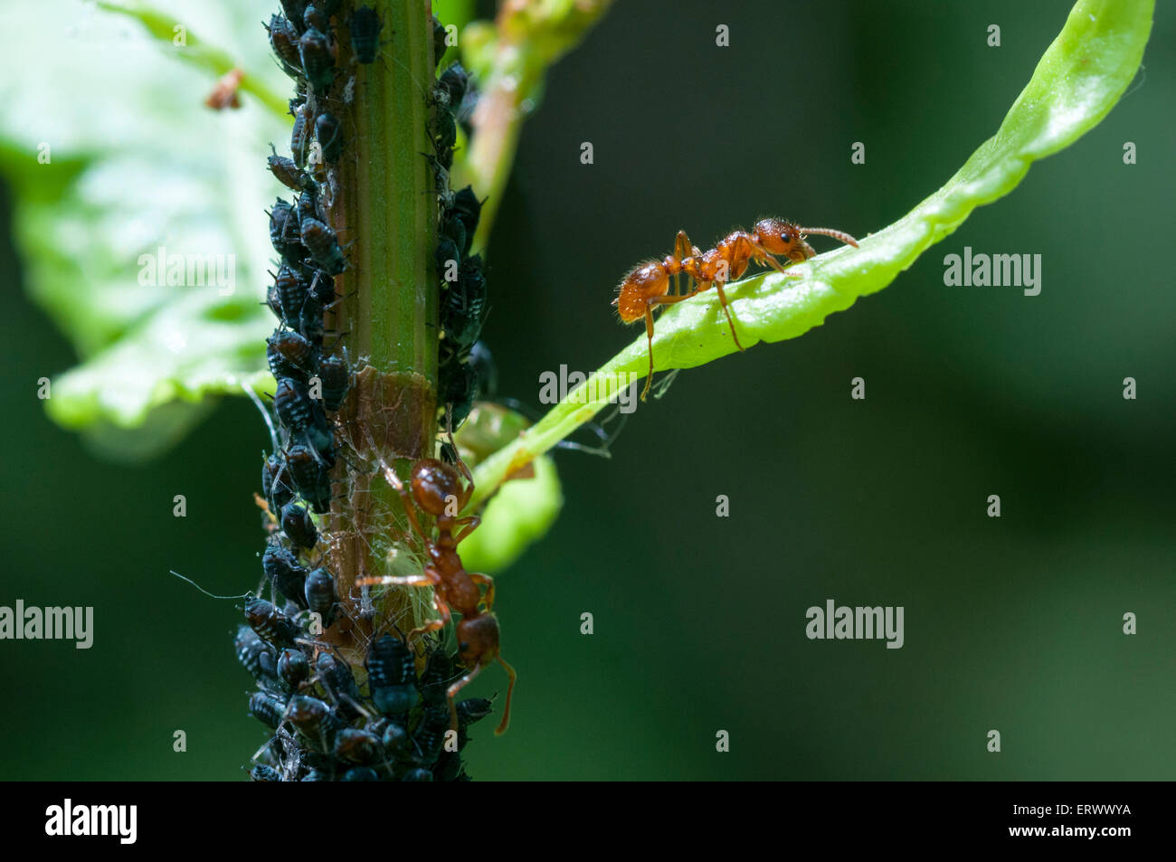 Rote Ameisen bewacht und "Melken" Blattläuse um den Honig wegen zu sammeln.  Ameisen erhalten Essen und die Blattläuse Schutz Stockfoto