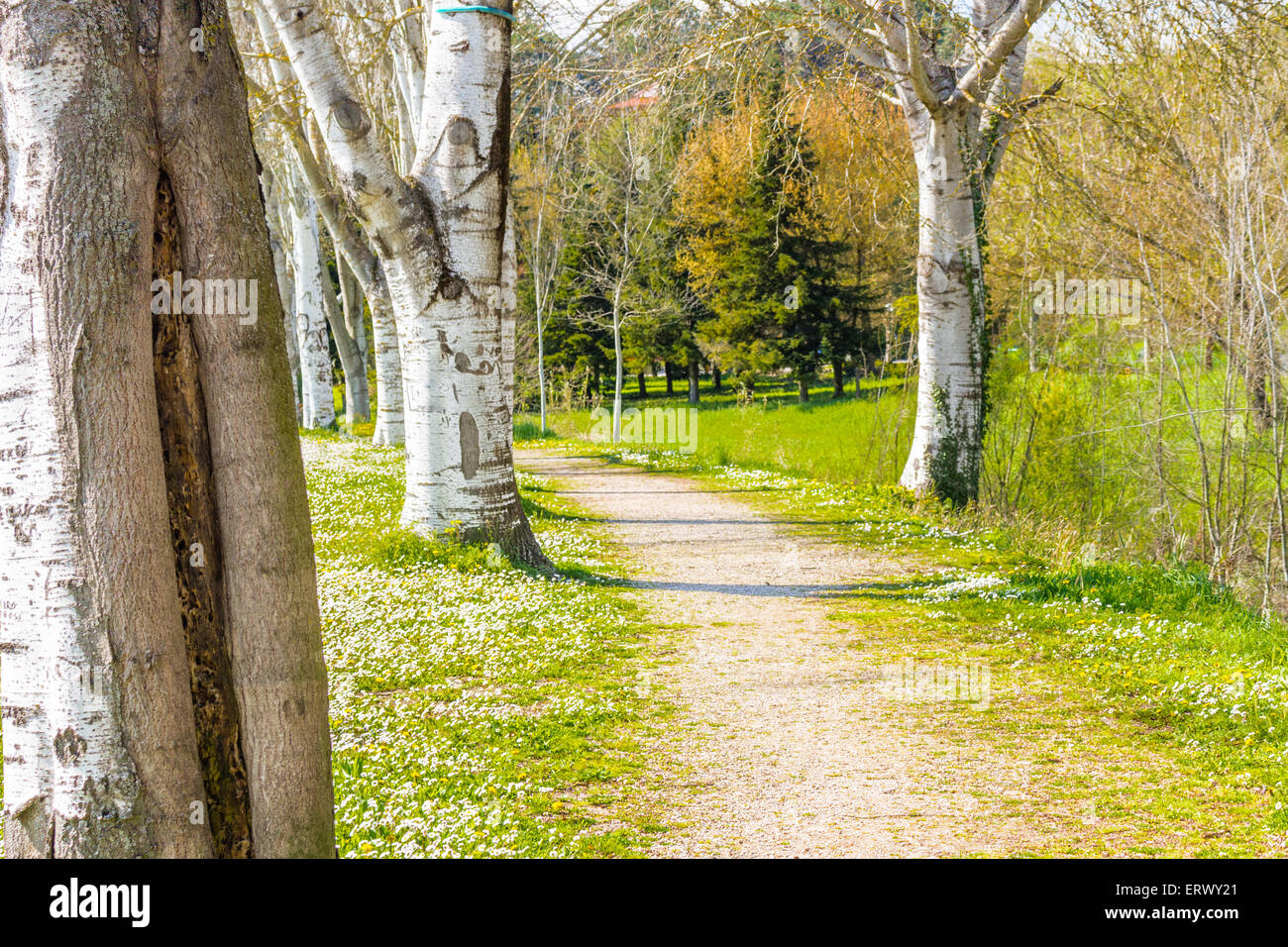 die verträumte Lebendigkeit eines der ersten Tage des Frühlings in einem Land unterwegs, gesäumt von weißen Birken neben einem Garten von Gänseblümchen und Löwenzahn Stockfoto